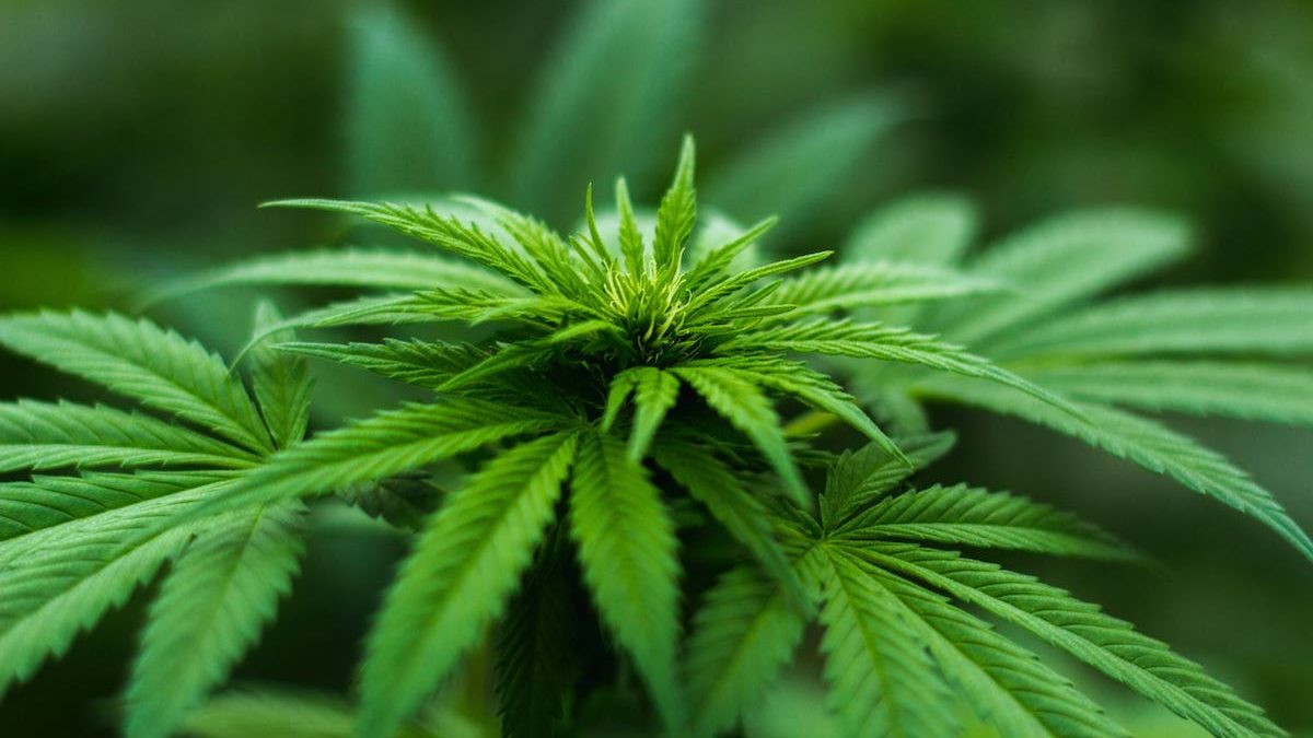 Is Marijuana Withdrawal Real?