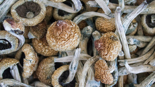 Can You Overdose on Shrooms?