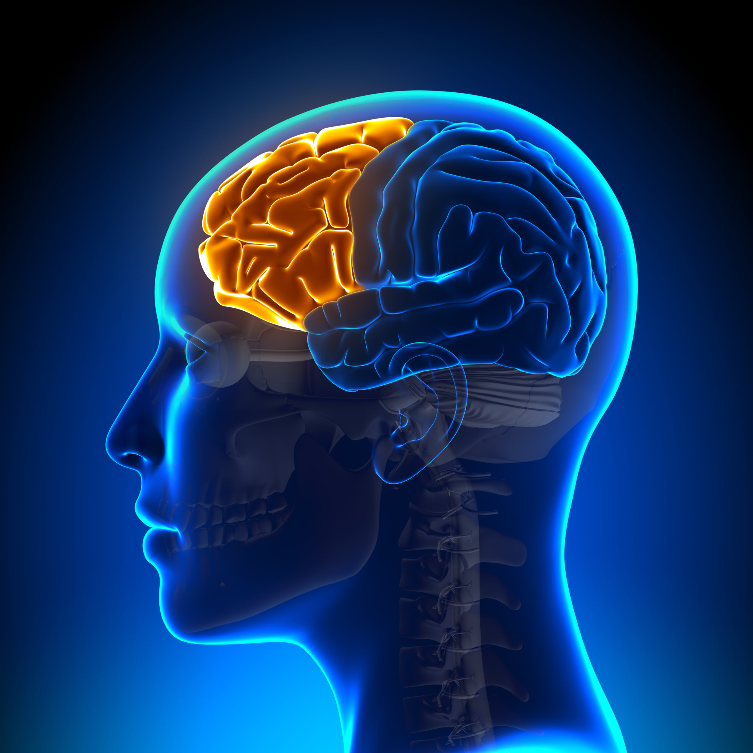 Which Brain Function Might Be Directly Affected By An Injury To The Frontal Lobe?